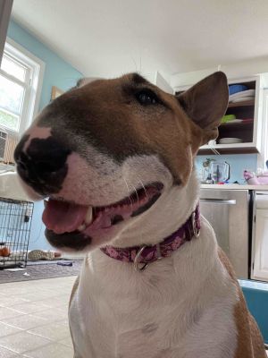 Meet Juno a stunning smart and friendly adult female bull terrier She is an affectionate and play