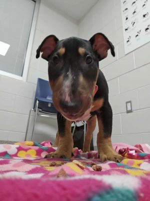 Jester is a handsome tri-color Bull Terrier born 1142025 He was surrendered to a shelter at 3 mon