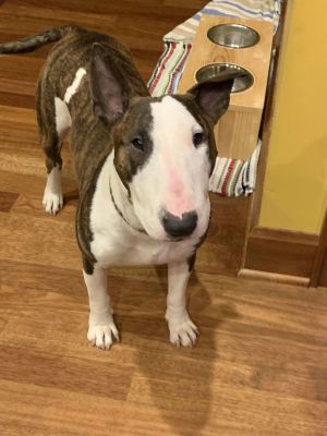 Callahan is a sweet cuddly teenager looking for a devoted family to help him advance to adulthood 