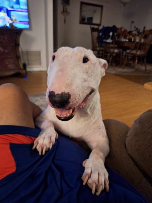 Cassie is a loyal and gentle dog who is protective and funny but very affectionate She is a female