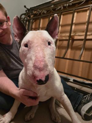 Archie just wants someone who will love him Hes cuddly and affectionate but doesnt want to share 