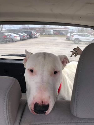 Hello Im Kenzieaka Marshmallow I am sweet loving and eager to please I learn quickly and Im supe