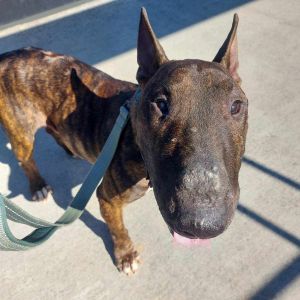 Tyson aka Devious Big Boss Tyson is a handsome seven-year-old AKC registered Bull Terrier who is c