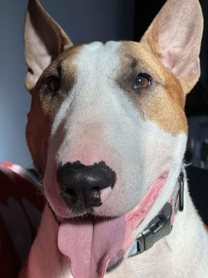Mason is your typical teenager bull terrier who needs to be your one and only He is very high energ