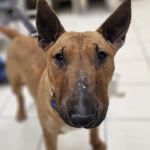 Everyone meet Red Iris She is a stunning and loyal female bull terrier who is full of energy and h