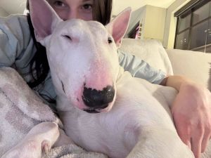 24-106 Milo, Adult Male Bull Terrier