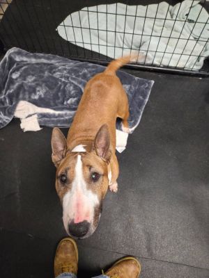 Creamsicle aka Squirrely is a fun little senior girl in the most perfect little 40lb package She is