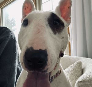 This tiny little 38lb bully is affectionate friendly loves kisses and cuddles Likes to be by your