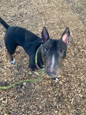 Bruce Wayne can be a bit much for other dogs but he sure loves them His best friend is Lucky