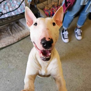 Meet Gambit Your New Best FriendAre you ready to meet the Sweetest and Goofiest dog of all time 