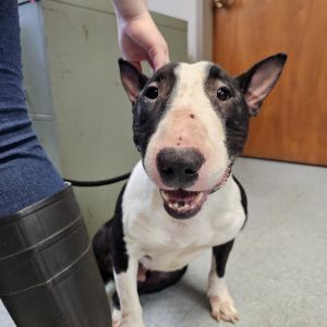 Little Steuben is a sweet fella that loves to be loved He likes everyone and everything and just en