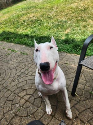 Charlotte is a lean leggy agile 3-year-old girl who has been deaf since birth She spent the first