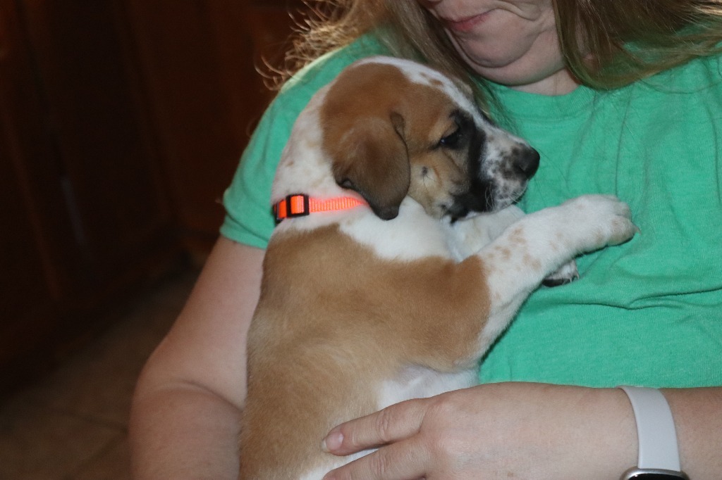 Bruiser