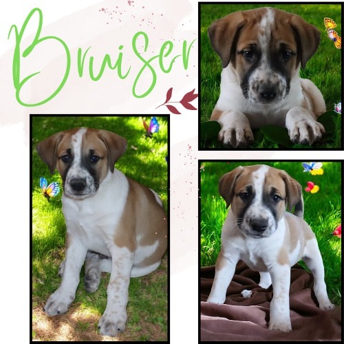 Bruiser