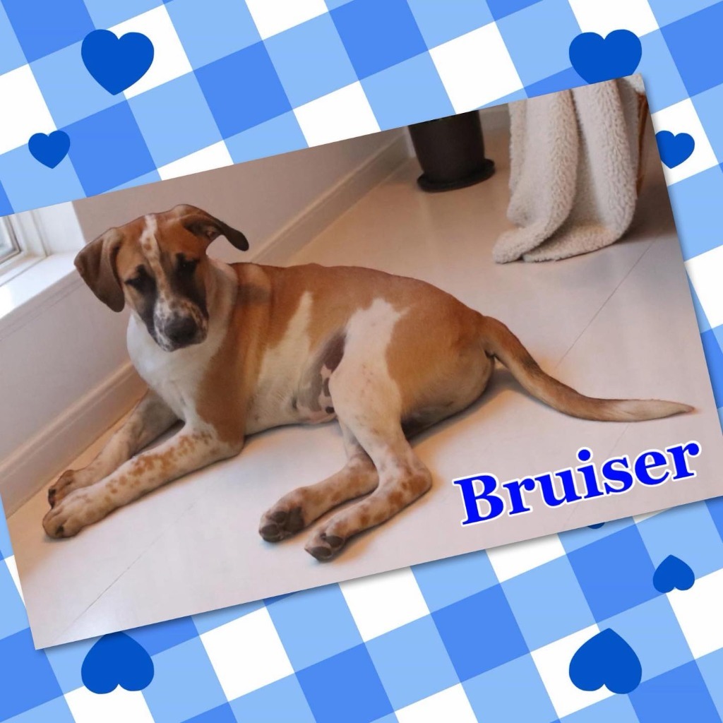 Bruiser