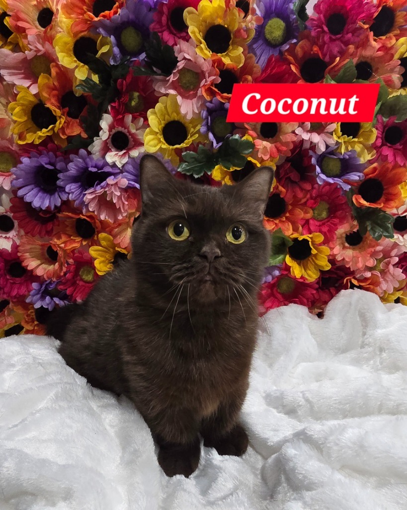 Coconut, an adoptable Munchkin in San Jacinto, CA, 92583 | Photo Image 1