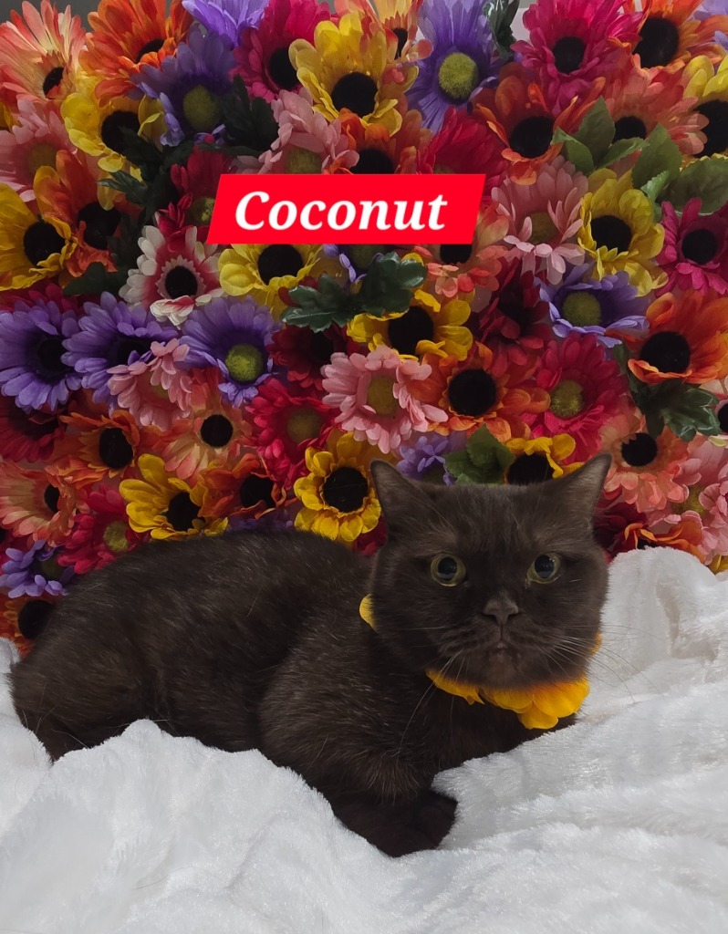 Coconut, an adoptable Munchkin in San Jacinto, CA, 92583 | Photo Image 2