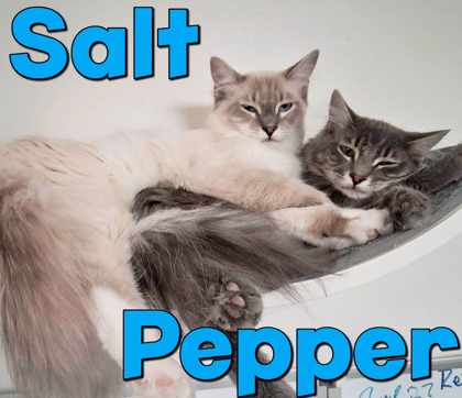 Salt, an adoptable Himalayan, Domestic Short Hair in Encinitas, CA, 92023 | Photo Image 1