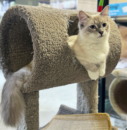 Salt, an adoptable Himalayan, Domestic Short Hair in Encinitas, CA, 92023 | Photo Image 2