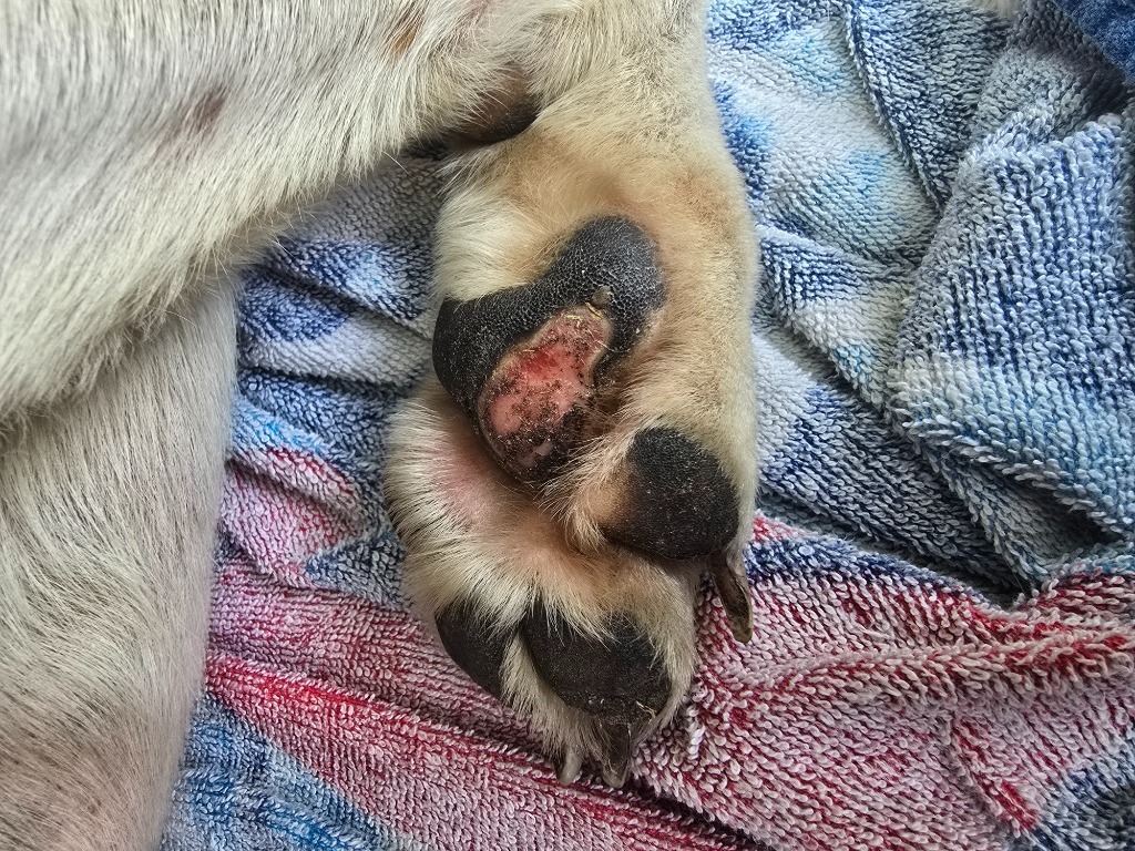 Cooper