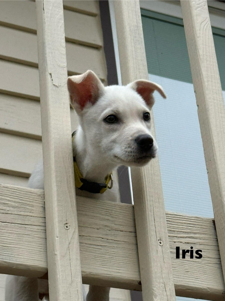 Iris