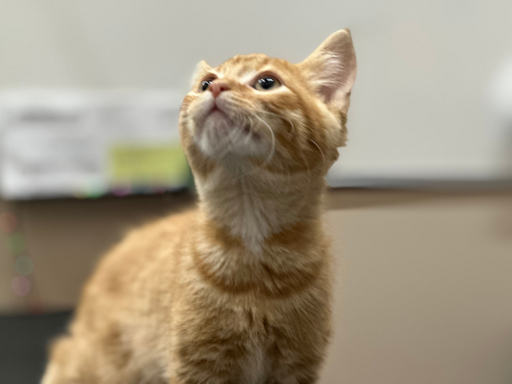 Nermal (Sprout), an adoptable Domestic Short Hair in Calgary, AB, T3S 0C5 | Photo Image 1