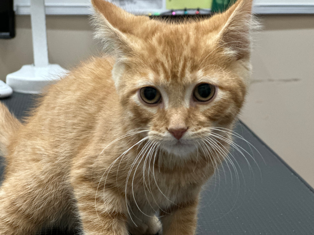 Nermal (Sprout), an adoptable Domestic Short Hair in Calgary, AB, T3S 0C5 | Photo Image 3