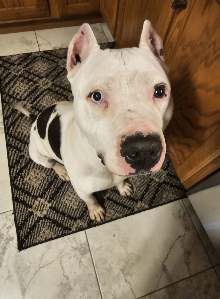 Dante Photo