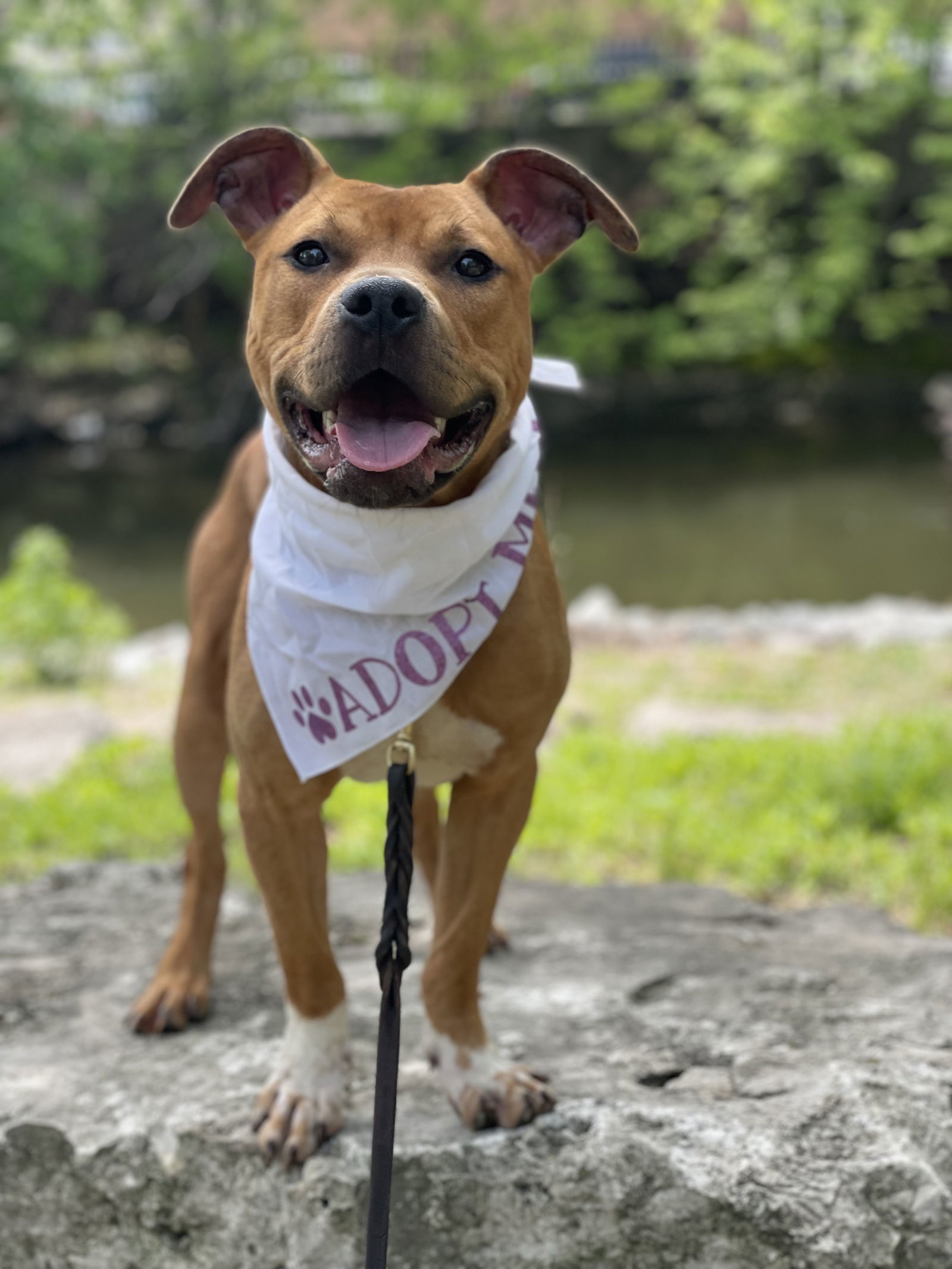 Dexter