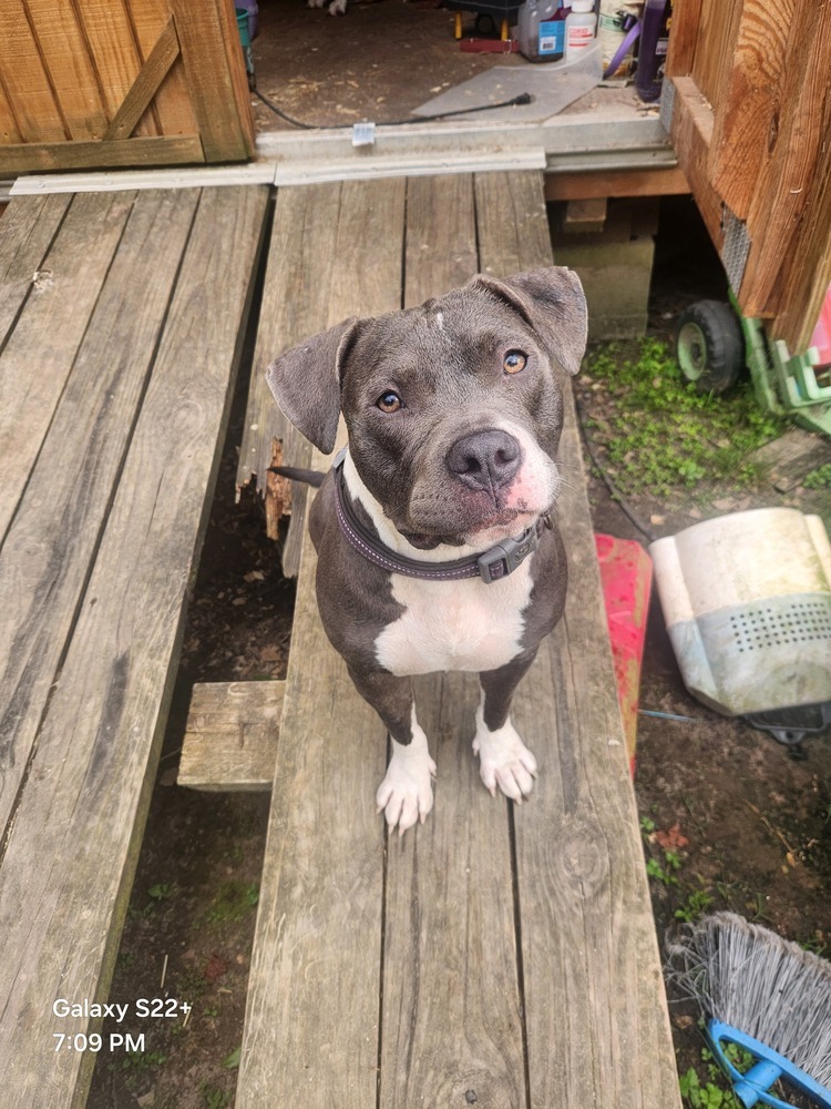 Maisy Daisy #V-247, an adoptable American Staffordshire Terrier in Halifax, NS, B3J 3A5 | Photo Image 1