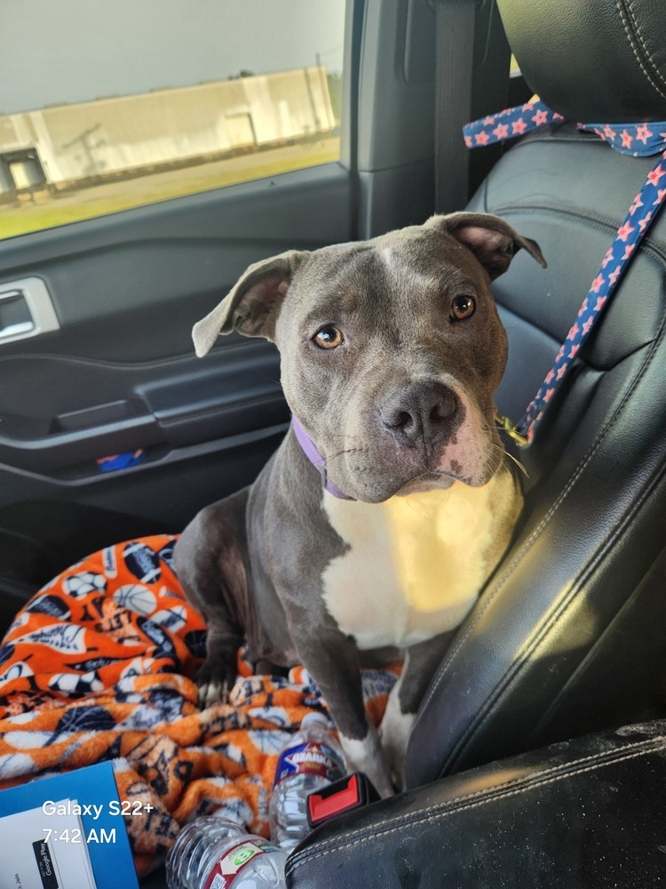 Maisy Daisy #V-247, an adoptable American Staffordshire Terrier in Halifax, NS, B3J 3A5 | Photo Image 3