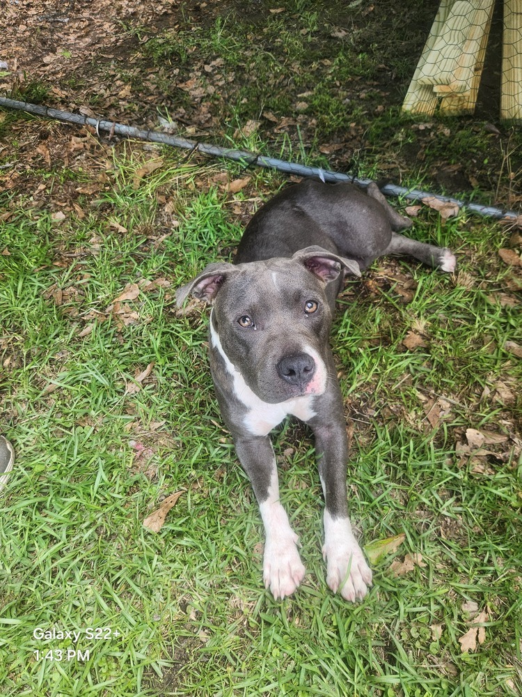 Maisy Daisy #V-247, an adoptable American Staffordshire Terrier in Halifax, NS, B3J 3A5 | Photo Image 4