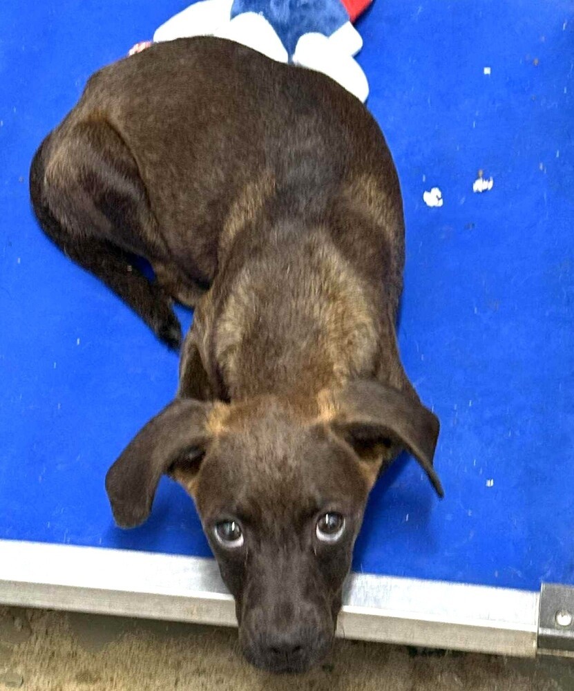 Chip, an adoptable Dachshund in Halifax, NS, B3J 3A5 | Photo Image 6