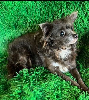 Wolfi, Adult Male Chihuahua