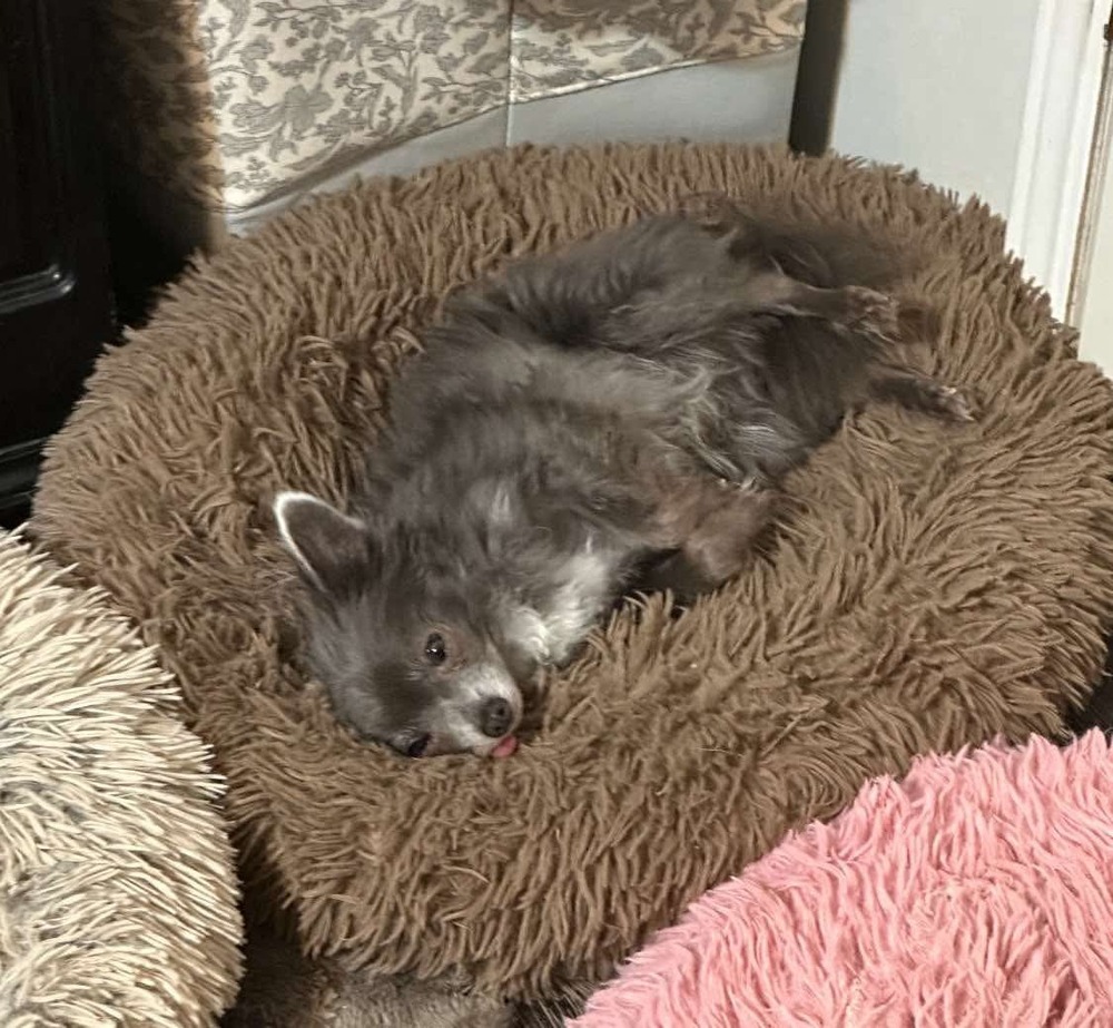 Wolfi, an adoptable Chihuahua in Halifax, NS, B3J 3A5 | Photo Image 2