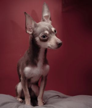 CAMERON Chihuahua Dog
