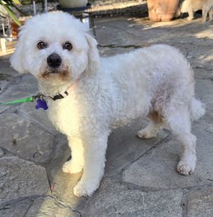 Betty is a sweet happy BichonPoodle mix whos about 5 years old and weighs 17 pounds She was foun
