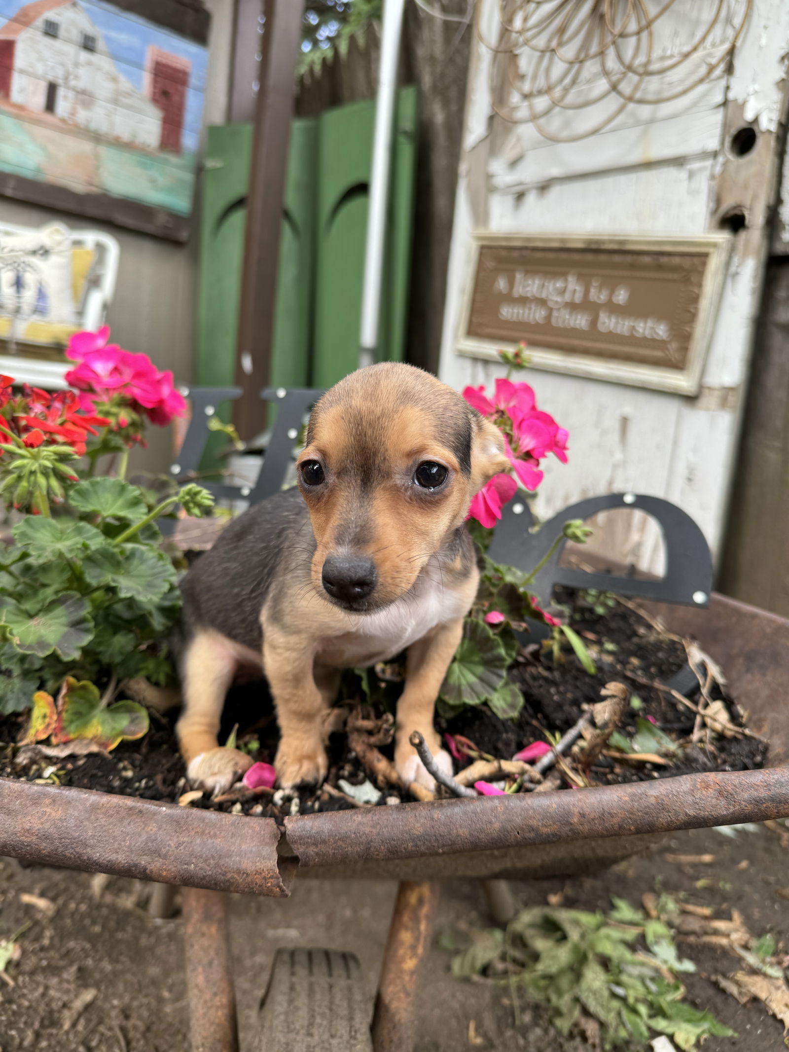 Charlotte, an adoptable Dachshund, Chihuahua in Sioux Falls, SD, 57101 | Photo Image 1