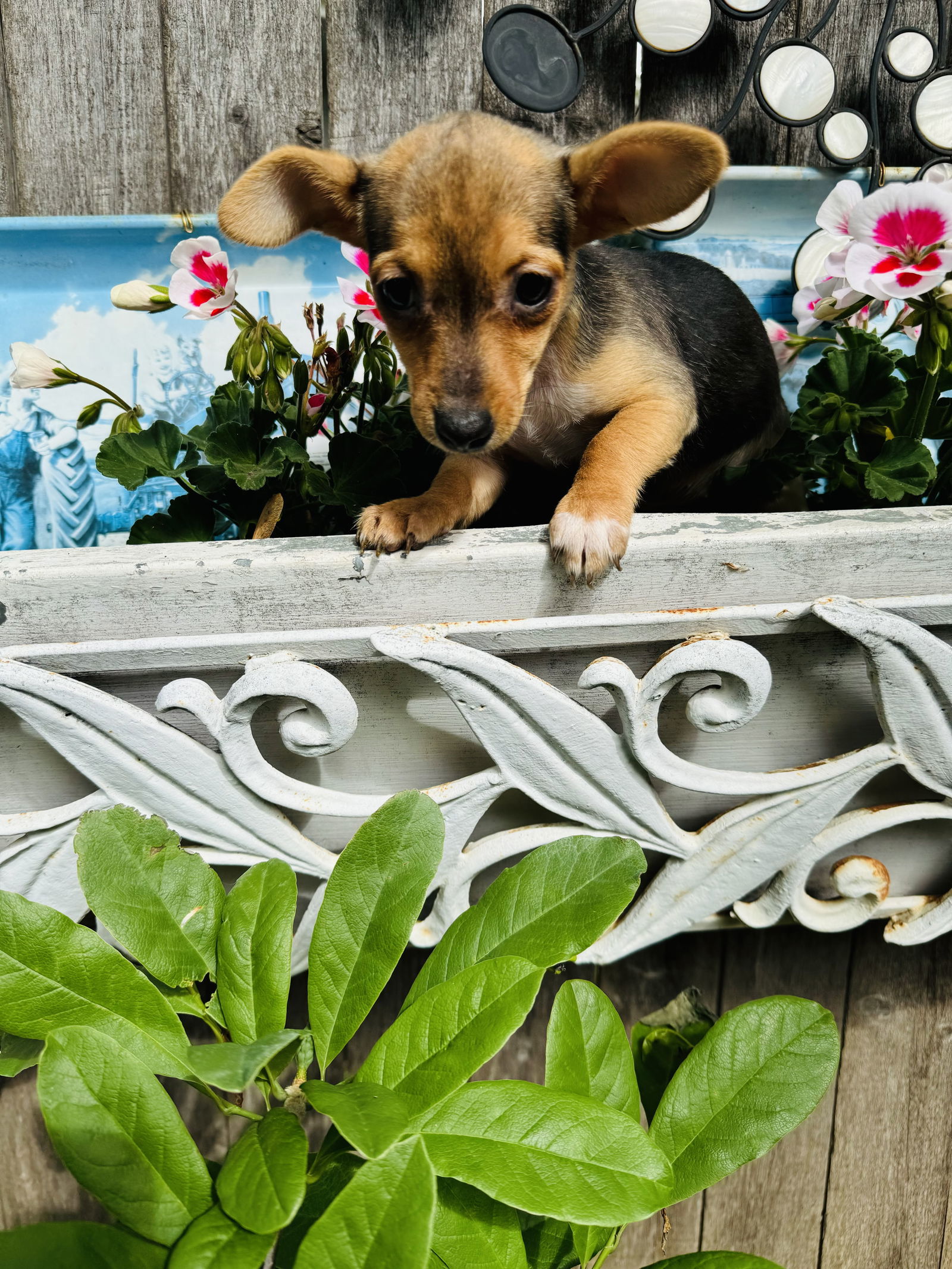 Charlotte, an adoptable Dachshund, Chihuahua in Sioux Falls, SD, 57101 | Photo Image 2