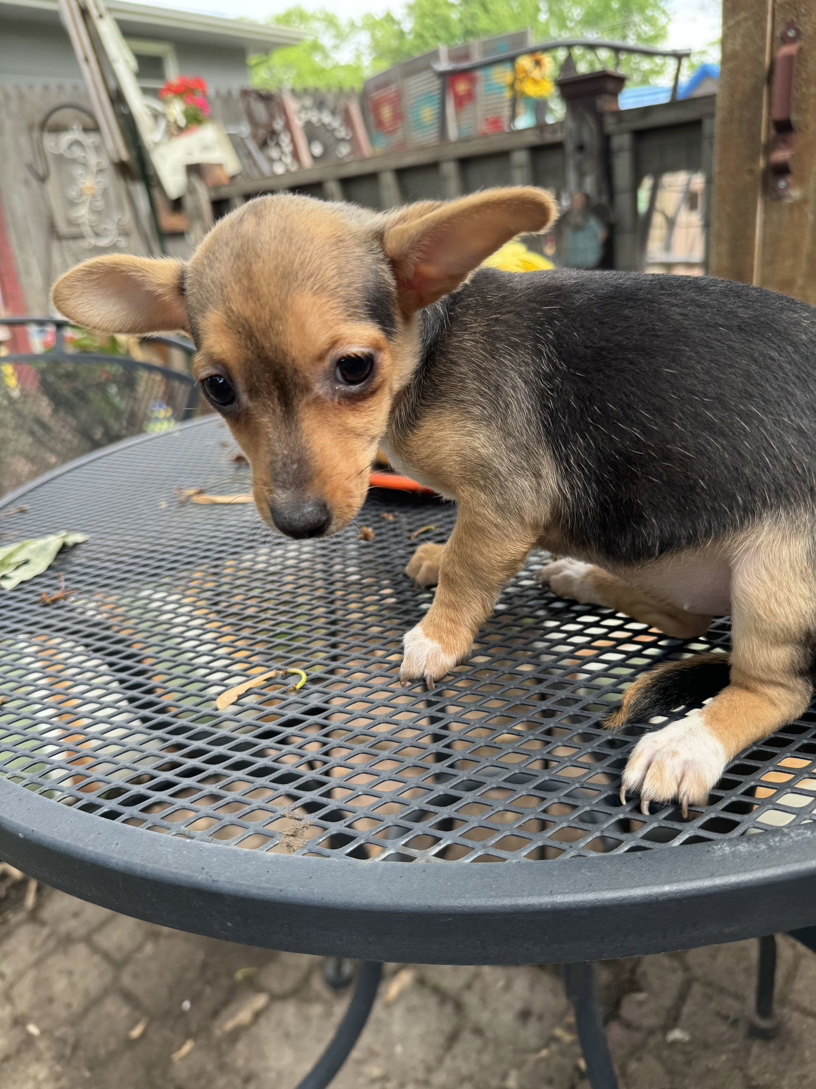 Charlotte, an adoptable Dachshund, Chihuahua in Sioux Falls, SD, 57101 | Photo Image 3