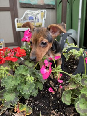 Clara, Baby Female Dachshund