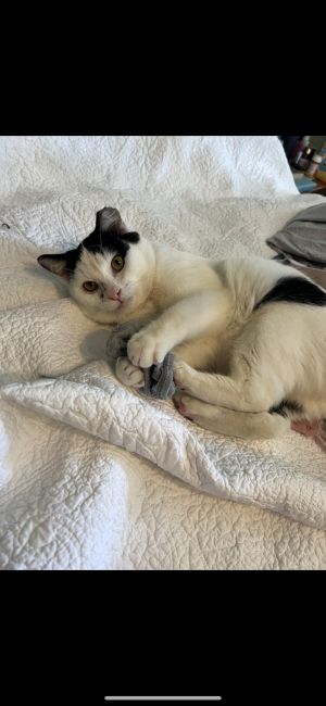Cheese, Young Male Domestic Short Hair