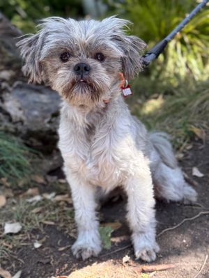 All of our dogs are spayedneutered shots current DHPP Bordetella and Rabies where applicable d