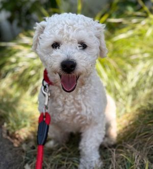 All of our dogs are spayedneutered shots current DHPP Bordetella and Rabies where applicable d