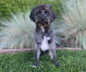 All of our dogs are spayedneutered shots current DHPP Bordetella and Rabies where applicable d