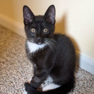Lyle, Baby Male Domestic Short Hair