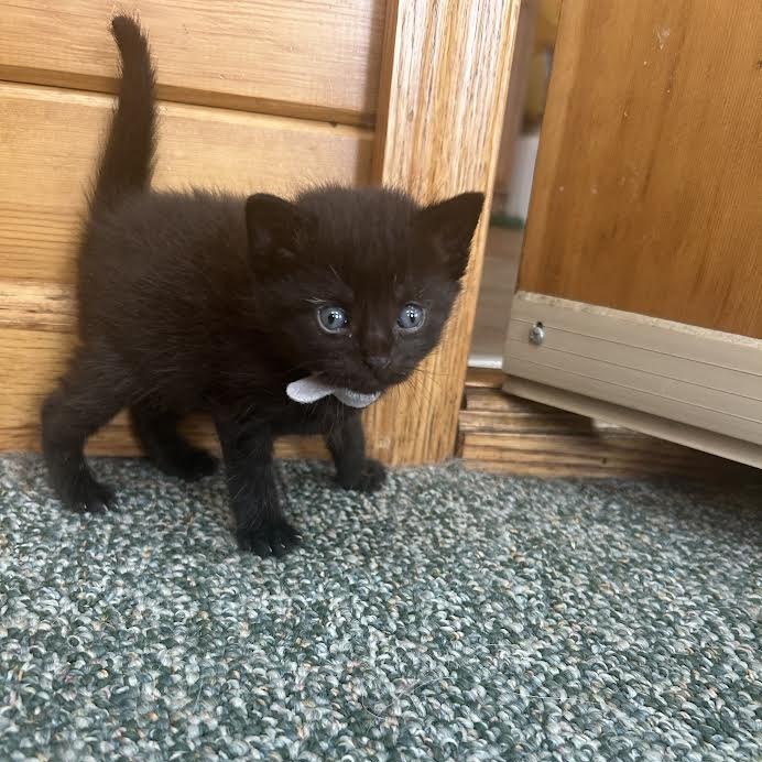 Salem