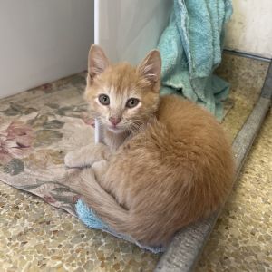 Hi My name is Apricot and Im at the Santa Barbara Campus Im a 2 month old male Domestic Shorthai