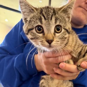 Hi there My name is Peanut and Im at the Santa Maria Campus Im a 2 month old Female domestic