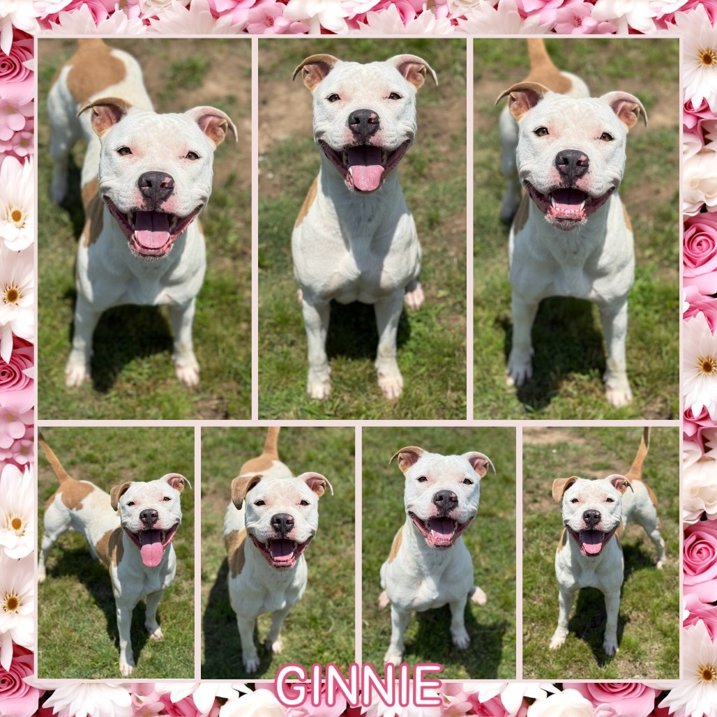 Ginnie